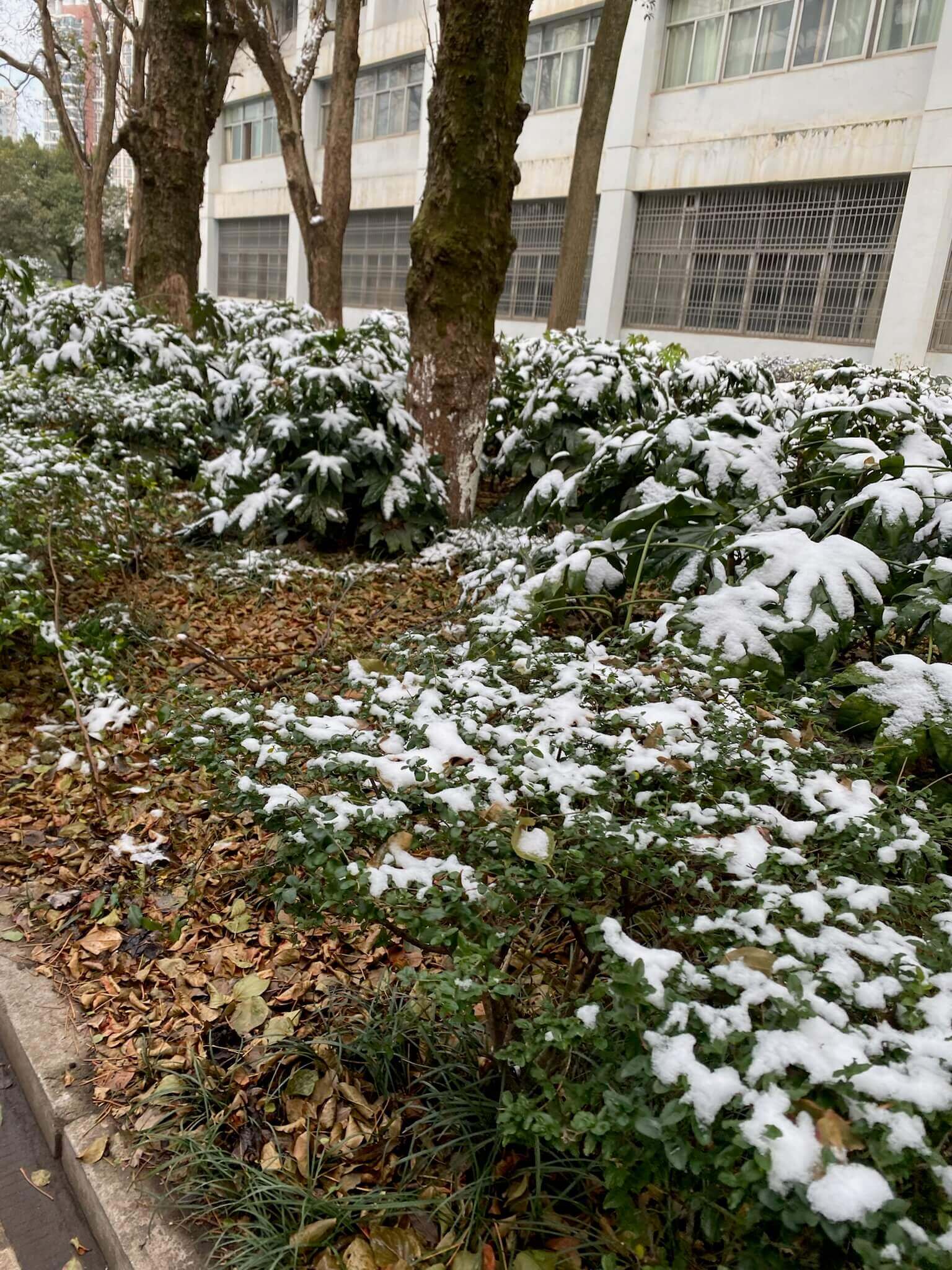 下雪了 好冷 🥶